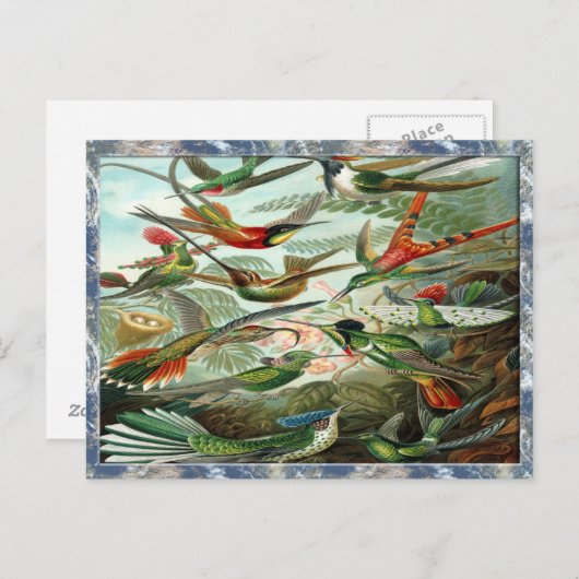 Ernst Haeckel Art Print: Trochilidae Briefkaart (Voorkant / Achterkant)