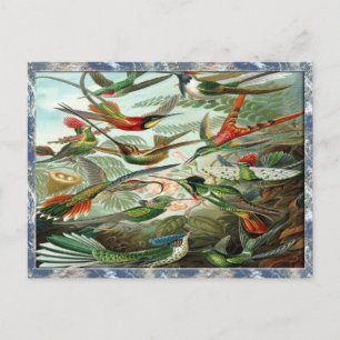 Ernst Haeckel Art Print: Trochilidae Briefkaart