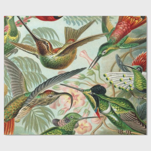 Ernst Haeckel Art Print: Trochilidae Cadeaupapier (Vlak)