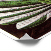 Ernst Haeckel Art Print: Trochilidae Poster (Hoek)