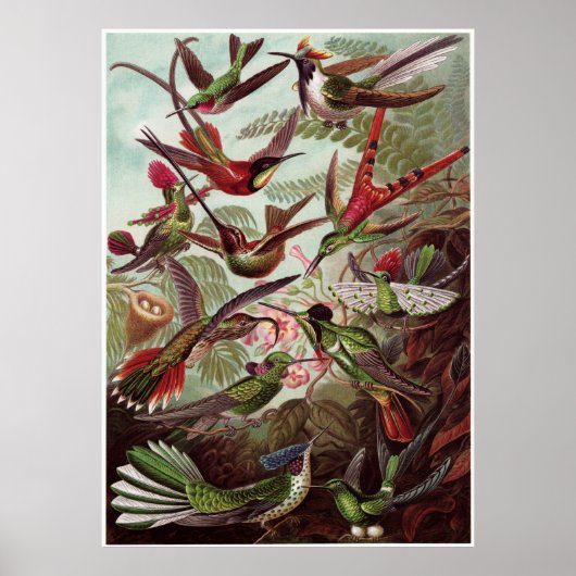 Ernst Haeckel Art Print: Trochilidae Poster (Voorkant)