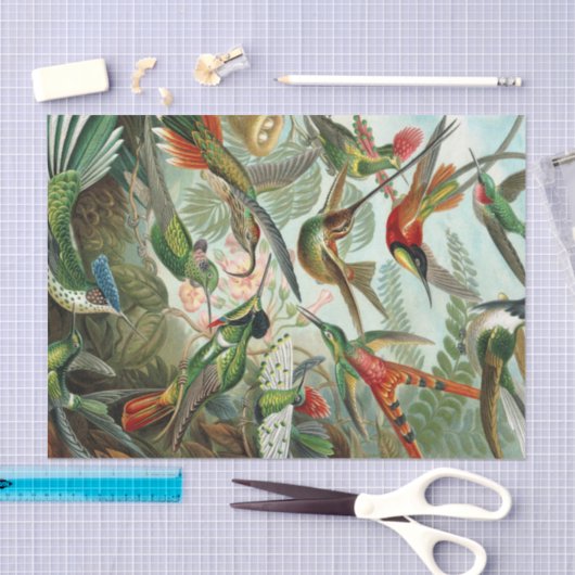 Ernst Haeckel Art Print: Trochilidae Tissuepapier (Craft)