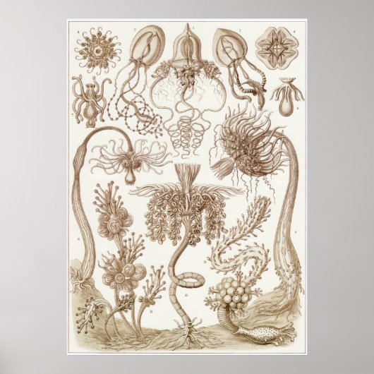 Ernst Haeckel Art Print: Tubulariae Poster (Voorkant)