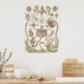 Ernst Haeckel Art Print: Tubulariae Poster (Keuken)