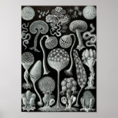 Ernst Haeckel Art Zee Life 11" x 8,5 Poster (Voorkant)