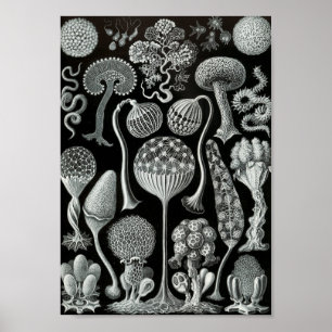 Ernst Haeckel Art Zee Life 11" x 8,5 Poster