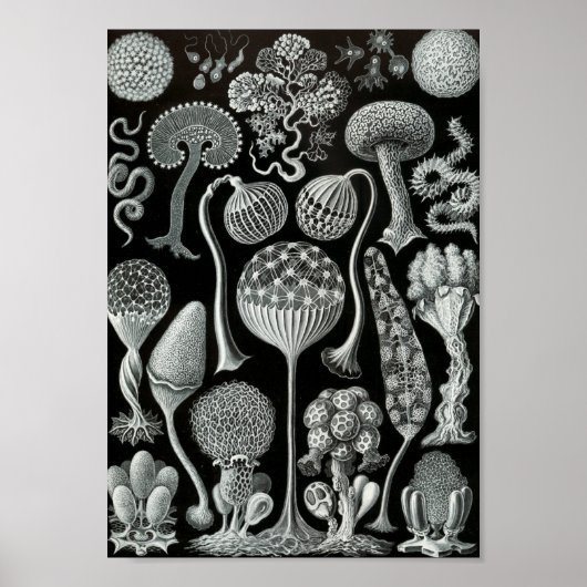 Ernst Haeckel Art Zee Life 11" x 8,5 Poster (Voorkant)