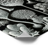 Ernst Haeckel Art Zee Life 11" x 8,5 Poster (Hoek)