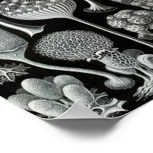 Ernst Haeckel Art Zee Life 11" x 8,5 Poster (Hoek)