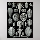 Ernst Haeckel Art Zee Life 11" x 8,5 Poster (Voorkant)