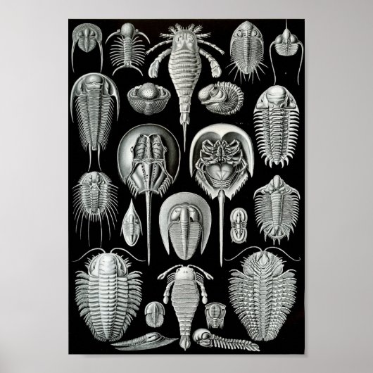 Ernst Haeckel Art Zee Life 11" x 8,5 Poster (Voorkant)