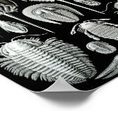 Ernst Haeckel Art Zee Life 11" x 8,5 Poster (Hoek)