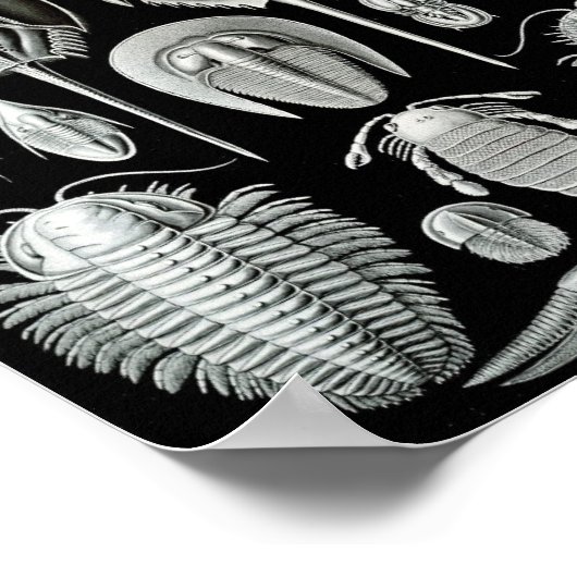 Ernst Haeckel Art Zee Life 11" x 8,5 Poster (Hoek)