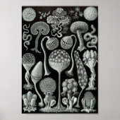 Ernst Haeckel Art Zee Life 11" x 8,5 Poster (Voorkant)