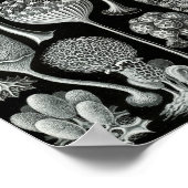 Ernst Haeckel Art Zee Life 11" x 8,5 Poster (Hoek)