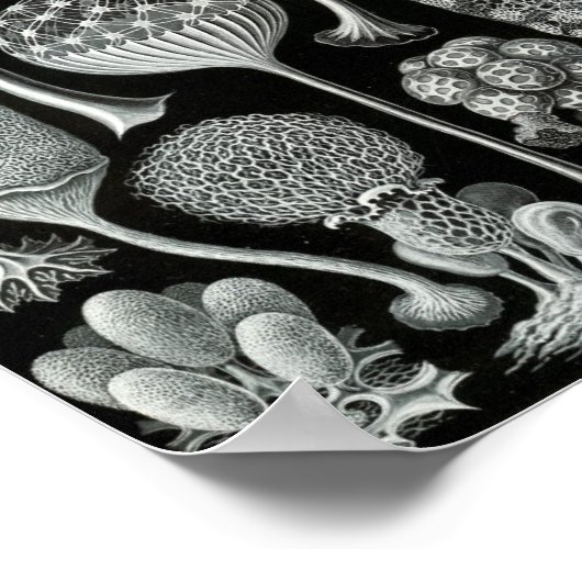 Ernst Haeckel Art Zee Life 11" x 8,5 Poster (Hoek)