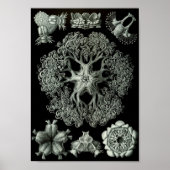Ernst Haeckel Art Zee Life 11" x 8,5 Poster (Voorkant)
