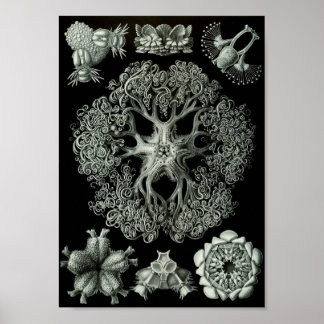 Ernst Haeckel Art Zee Life 11" x 8,5 Poster