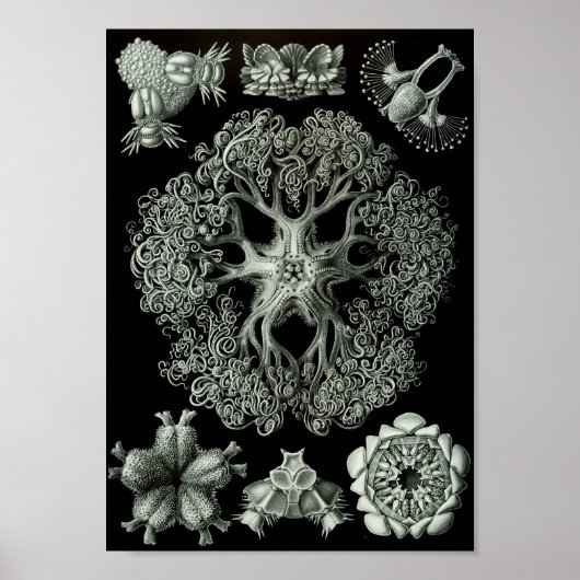 Ernst Haeckel Art Zee Life 11" x 8,5 Poster (Voorkant)