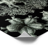 Ernst Haeckel Art Zee Life 11" x 8,5 Poster (Hoek)