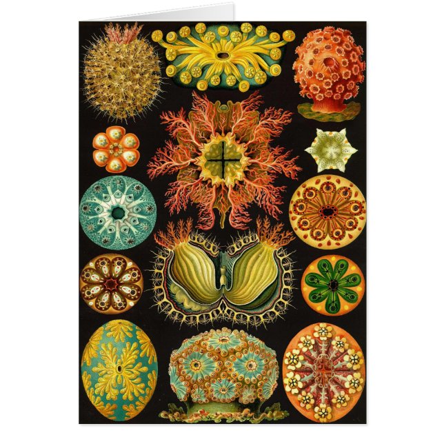 Ernst Haeckel - Ascidiae (Voorkant)