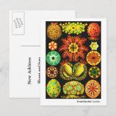 Ernst Haeckel Ascidiae Aankondigingskaart (Voorkant / Achterkant)