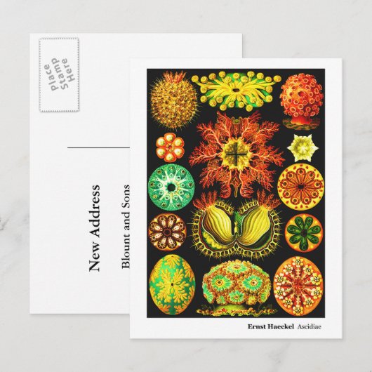 Ernst Haeckel Ascidiae Aankondigingskaart (Voorkant / Achterkant)