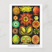 Ernst Haeckel Ascidiae Aankondigingskaart (Voorkant)