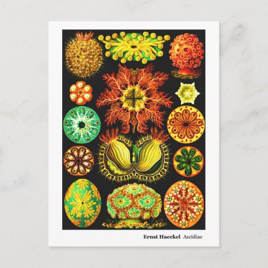 Ernst Haeckel Ascidiae Aankondigingskaart (Voorkant)