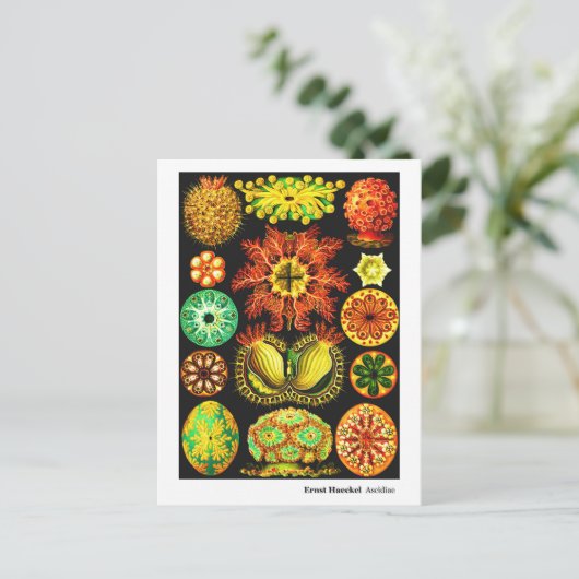 Ernst Haeckel Ascidiae Aankondigingskaart (Staand voorkant)