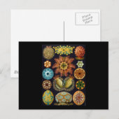 Ernst Haeckel Ascidiae Briefkaart (Voorkant / Achterkant)