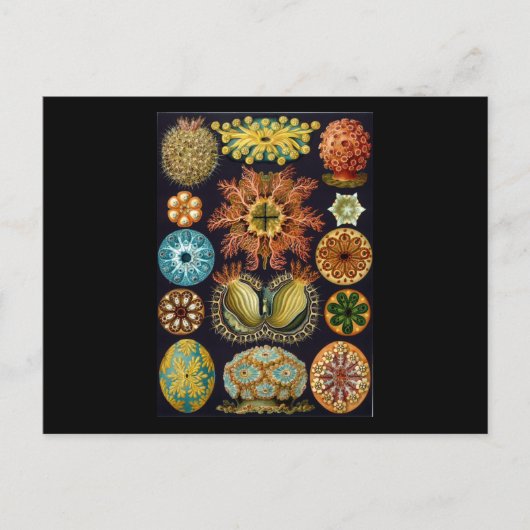 Ernst Haeckel Ascidiae Briefkaart (Voorkant)