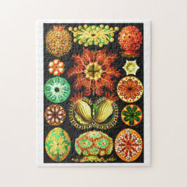 Ernst Haeckel Ascidiae Legpuzzel