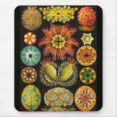 Ernst Haeckel - Ascidiae Muismat (Voorkant)