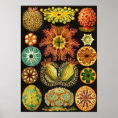 Ernst Haeckel - Ascidiae Poster (Voorkant)