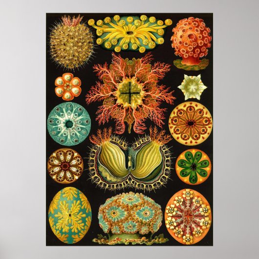 Ernst Haeckel - Ascidiae Poster (Voorkant)