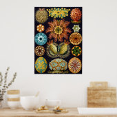 Ernst Haeckel Ascidiae Poster (Keuken)