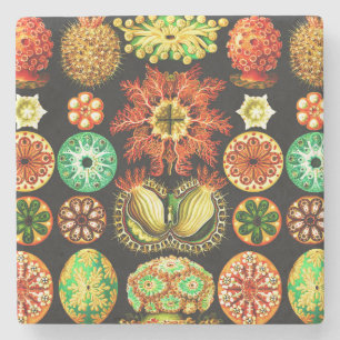 Ernst Haeckel Ascidiae Stenen Onderzetter