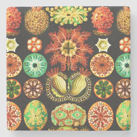 Ernst Haeckel Ascidiae Stenen Onderzetter (Voorkant)
