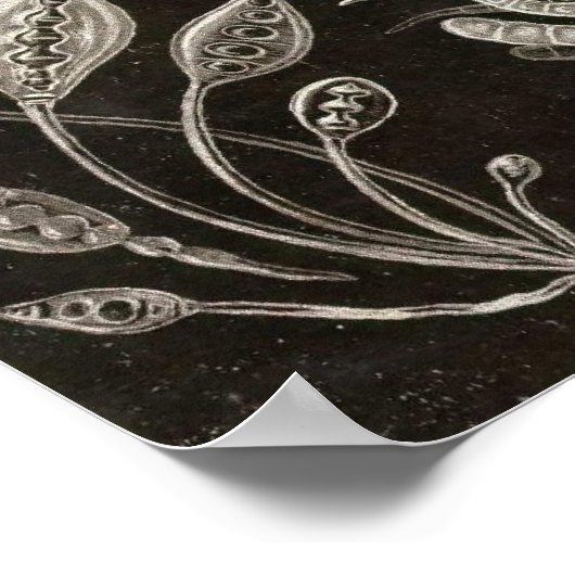 Ernst Haeckel - Ascomycetes Poster (Hoek)