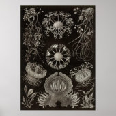 Ernst Haeckel - Ascomycetes Poster (Voorkant)