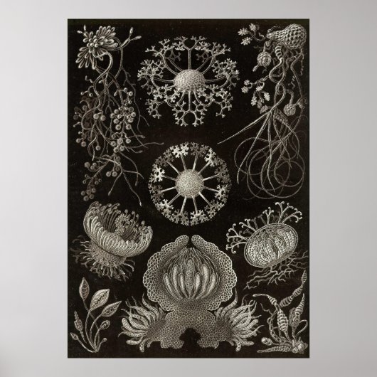 Ernst Haeckel - Ascomycetes Poster (Voorkant)