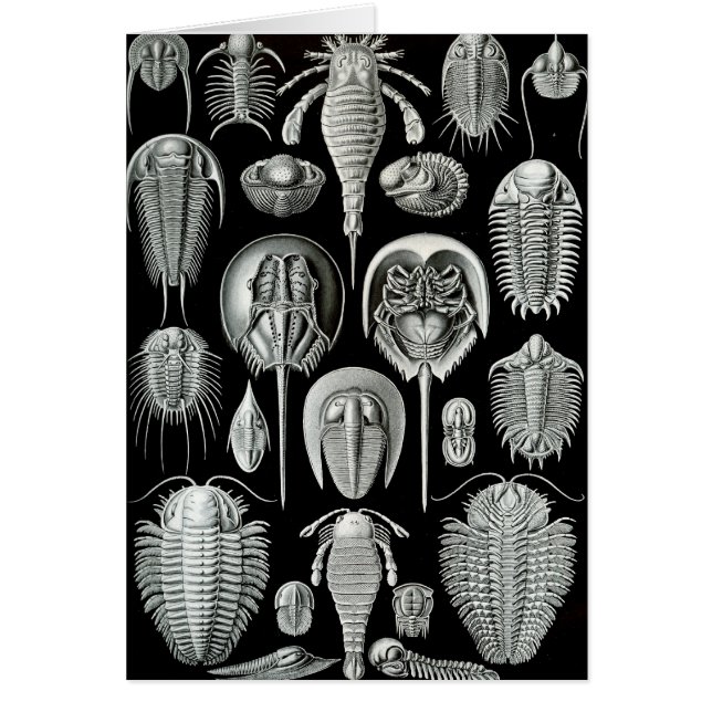 Ernst Haeckel - Aspidonia (Voorkant)