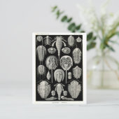 Ernst Haeckel Aspidonia Briefkaart (Staand voorkant)