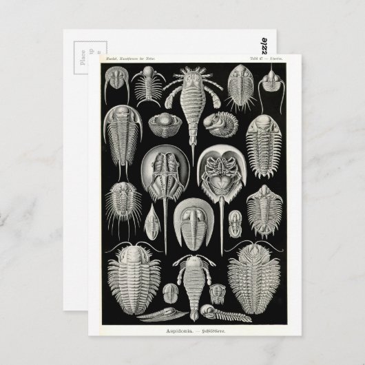 Ernst Haeckel Aspidonia Briefkaart (Voorkant / Achterkant)