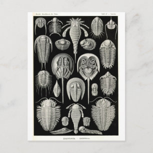 Ernst Haeckel Aspidonia Briefkaart