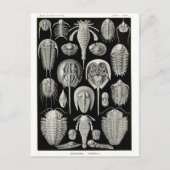 Ernst Haeckel Aspidonia Briefkaart (Voorkant)