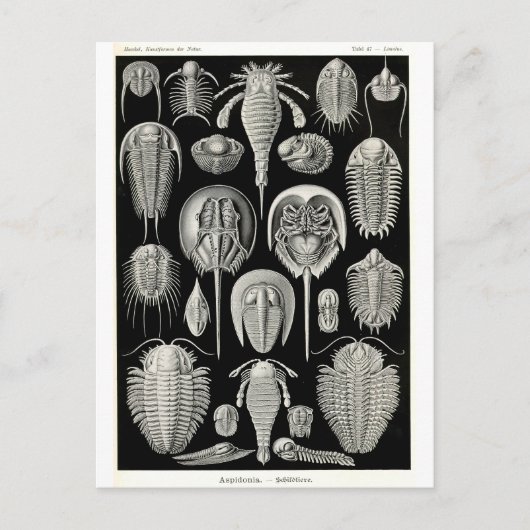 Ernst Haeckel Aspidonia Briefkaart (Voorkant)