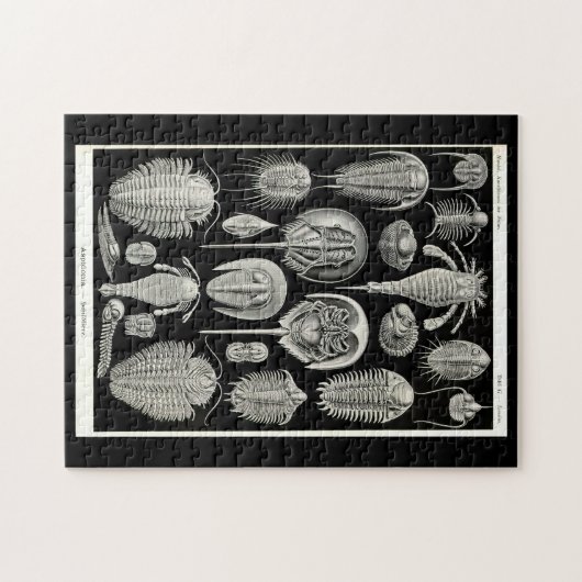 Ernst Haeckel Aspidonia Legpuzzel (Horizontaal)