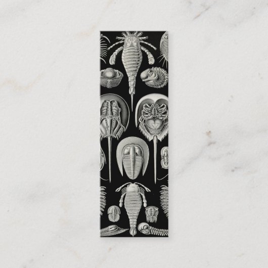 Ernst Haeckel Aspidonia Mini Visitekaartje (Voorkant)